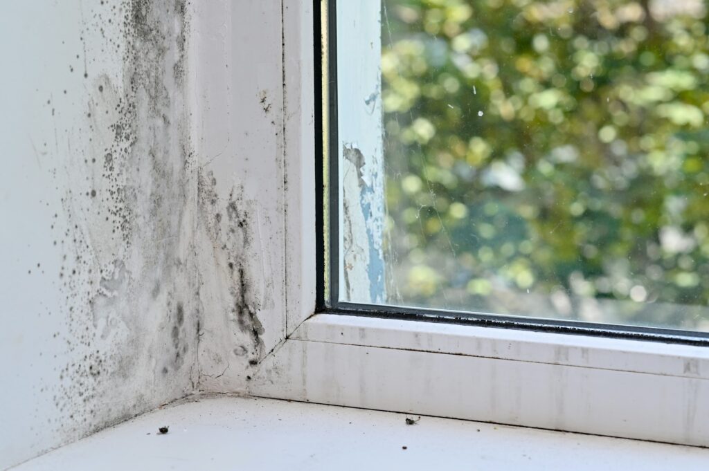 mold on the plastic window